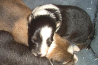 2 Sheltie Hündinnen Welpen