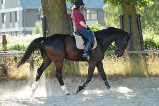 Vergebe Reitbeteiligung an 15-jährigem Wallach