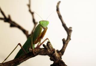 Suche männliche Sphodromantis Lineola Adult