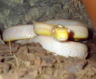 Erdnatter ALBINO Pantherophis obsoleta albino