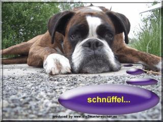 Boxerpflege von privat zu privat