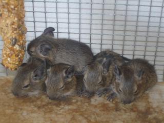 2 Degu Männchen abzugeben