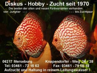 Diskusfische abzugeben