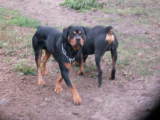 Hübscher großer kräftiger Rottie-Rüde