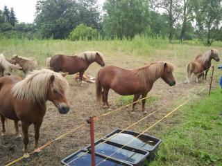 Shetland ponys zu verkaufen