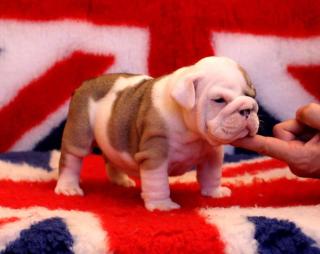 Englische Bulldogge, Englishe Bulldogge Welpen.