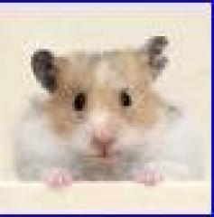 Nestjunge Teddy / Goldhamster suchen neues zu Hause