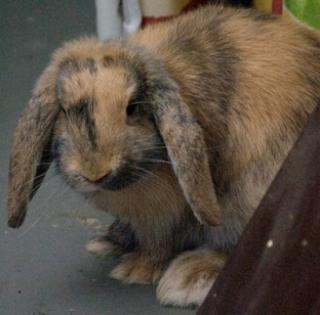 2 Zwergwidderkaninchen abzugeben