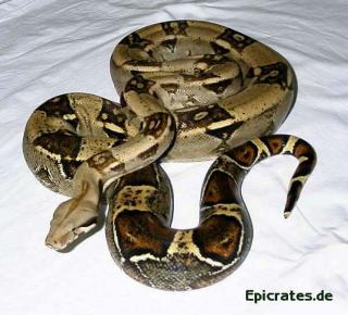 Suche Peruanische Rotschwanzboa Boa c. Constrictor