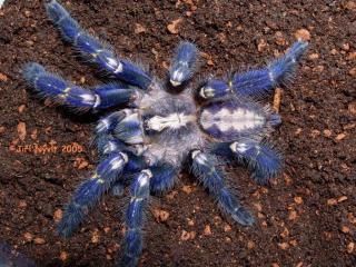 Suche eine Poecilotheria metallica sehr jung