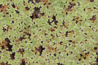 Biete Azolla filiculoides, Feenmoos, Algenfarn