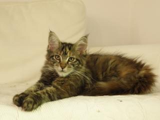 Maine Coon m. P.