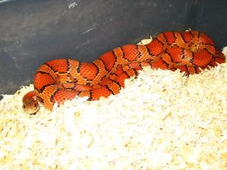 1. 1 Classic het. Hypomelanistic Sunkissed