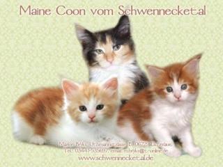 3 süße Maine Coon Kitten mit Stammbaum suchen neues liebevolles Zuhause