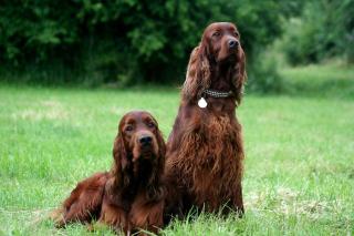 Irish Red Setter Welpen m. VDH-Papieren