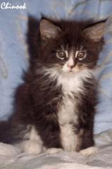 Typvolle XL Maine Coon Kitten aus Champion Verpaarung