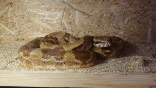 0, 1 Boa constrictor imperator Salmon DH Sunglow