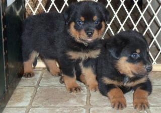 Rein deutschen Rottweiler Welpen