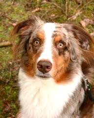 4 jähriger Australian Shepherd