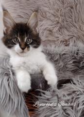 Wunderschöne reinrassige Maine Coon Kitten