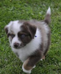 Australian Shepherd Welpen suchen ein liebevolles Zuhause