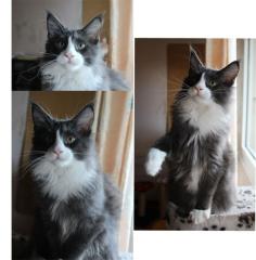 Maine Coon Katerchen blue smoke white 17 Wochen -bereit zum ausziehen