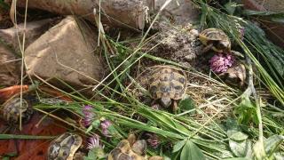 Verkaufe Griechische Landschildkröte Testudo Hermanni NZ 08/2021 und 08/2022