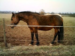 Tragende Warmblutstute