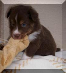 Mini Australian Shepherd