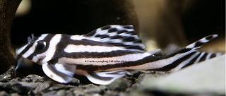 Verfügbare Qualität L046 Zebra Pleco