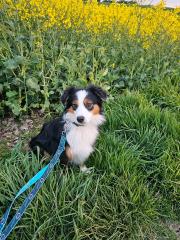 Australian shepherd mini