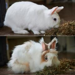 Tusnelda und Hoppel Mo - weiblich 6 Jahre Kaninchen