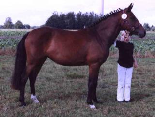 New Forest Pony Stute zu verkaufen