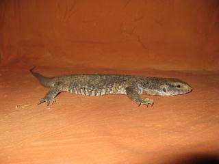 1. 1 Steppenwaran Varanus exanthematicus ca 35 cm dnz