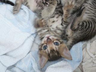 Bengal Mix Kitten