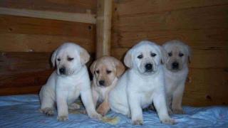 Niedliche, flauschige Labradorbabys suchen bald eine neue Familie.