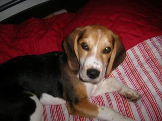 Kleiner Beagle sucht neues zu Hause