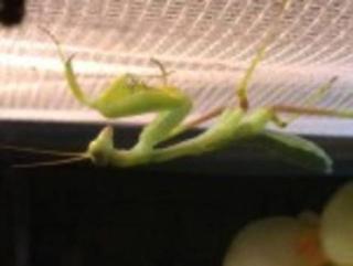 Afrikanische Gottesanbeterin Sphodromantis viridis in L1 bis L5