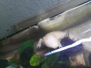 5 Axolotl Aquarium 160 cm Fische Steine