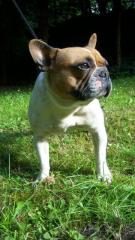 Französische Bulldogge, unser F-Wurf ist da