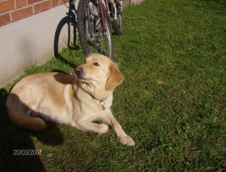 Wunderschöne goldenretriever-labrador hündin