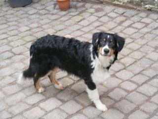 Australian Shepherd Black tri Jungrüde 6 Mon. alt