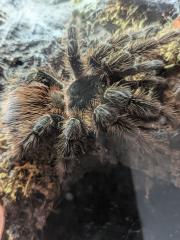 0, 1 Lasiodora parahybana