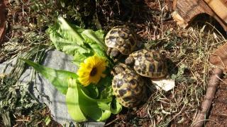 Griechische Landschildkröten Testudo hermani Nachzucht 2021 mit CITES