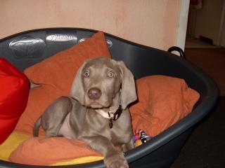 11 Wochen alter Weimaraner Rüde