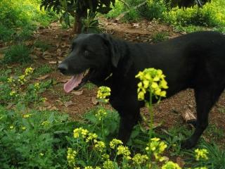 Billy Joe, Labrador -Mix Seine Augen flehten Vallia an Bitte lass mich rein