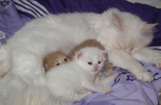 Sibirer- und Nevababys suchen liebevollen Kuschelplatz