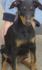 Dobermann welpen