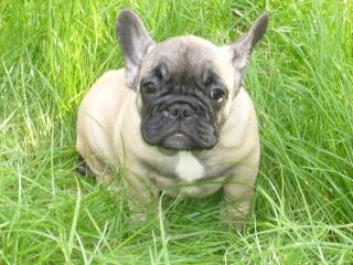 Französische Bulldoggenwelpen Weibchen Beige