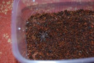 Brachypelma vagans Spiderlinge